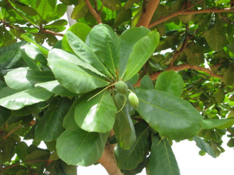 02 Noix De Kola Sur L Arbre